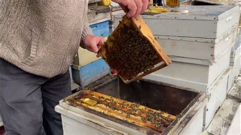 arı kovanı temizliği